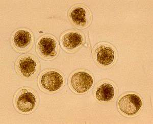 Bovine Flush, embryos