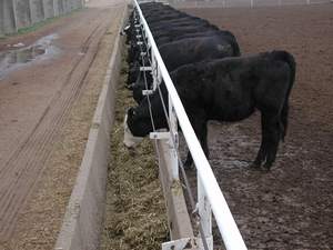 Heifers in feedot