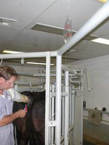 Flushing a Cow